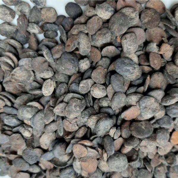 Dried Locust Beans (Netehtu) - Image 2