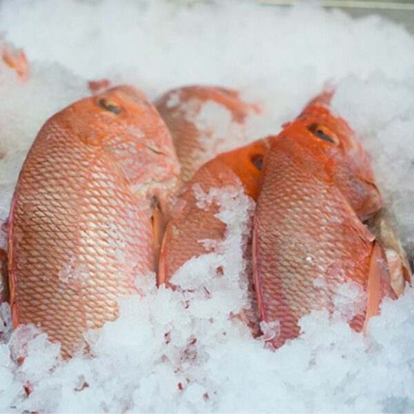 Red Snapper Fish 1kg - Image 2
