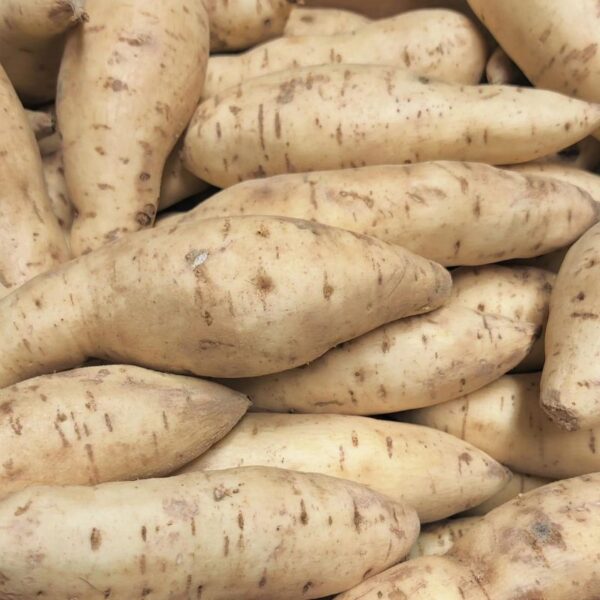 White Sweet Potato 900-1000g - Image 2