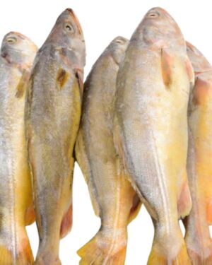 Whole Crocker Fish 3kg