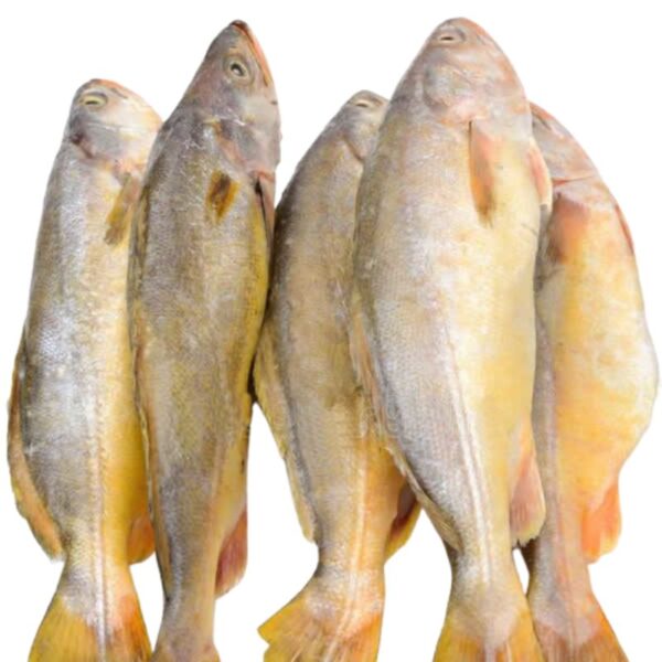 Whole Crocker Fish 3kg