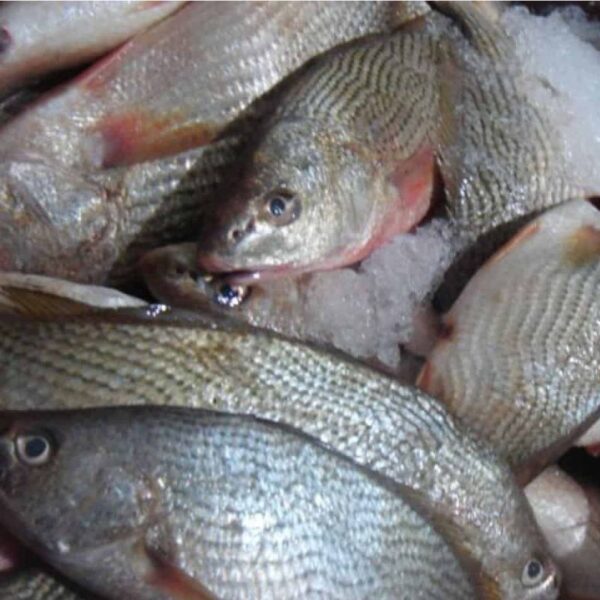 Whole Crocker Fish 3kg - Image 2