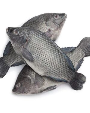 Whole Tilapia Fish 2-2.5kg