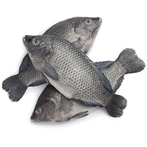 Whole Tilapia Fish 2-2.5kg