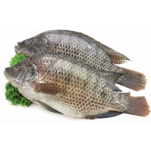 Whole Tilapia Fish 2-2.5kg - Image 2