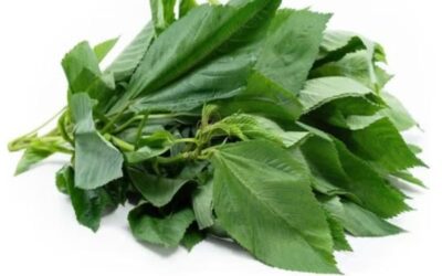 Fresh Molokhia (Kreng Kreng/ Ewedu) 400g