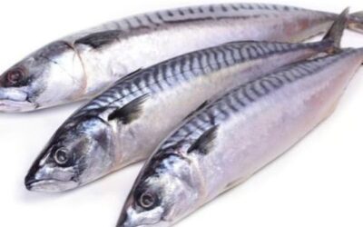 Mackerel Fish 3 Pieces 500-600g