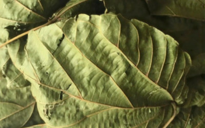 Lippus Chevaleri Tea Leaves (Mborr Mborr) 50g