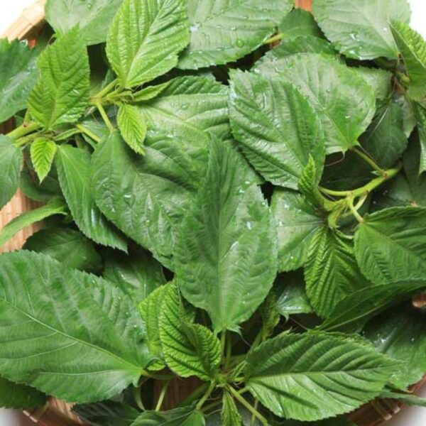 Fresh Molokhia (Kreng Kreng/ Ewedu) 400g - Image 2