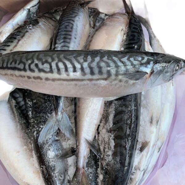 Mackerel Fish 3 Pieces 500-600g - Image 2