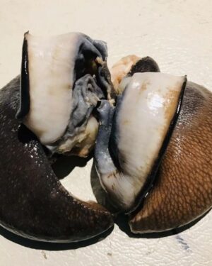 1 Frozen Snail