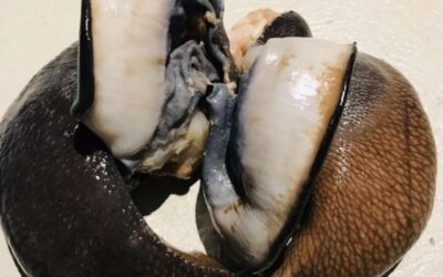 1 Frozen Snail