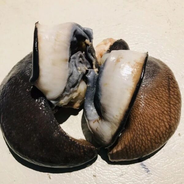1 Frozen Snail