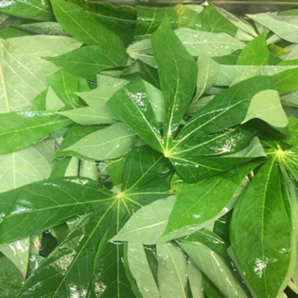 Frozen Cassava Leaves (Poundo) 500g - Image 2