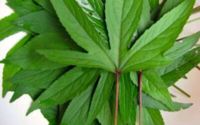 Frozen Sour Sour leaves (Bishap) 400g