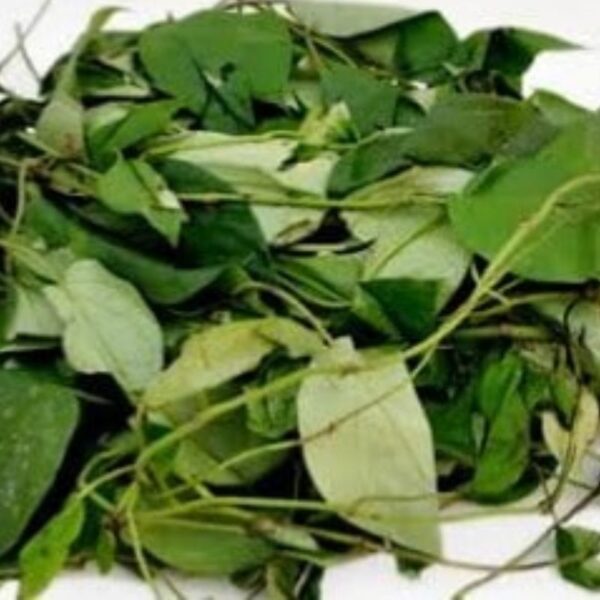 Fresh Uziza Leaves 1 Bunch - Image 2