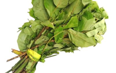 Fresh Uziza Leaves 1 Bunch