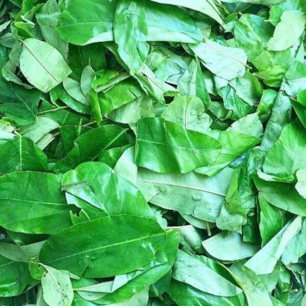 Fresh Uziza Leaves 1 Bunch - Image 2