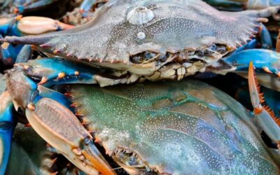 Frozen Crabs 1kg