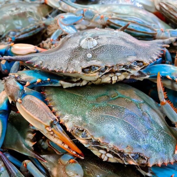 Frozen Crabs 1kg