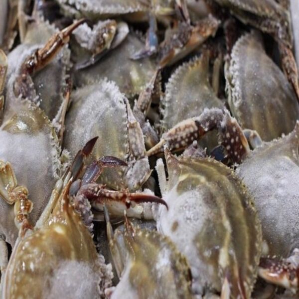 Frozen Crabs 1kg - Image 2