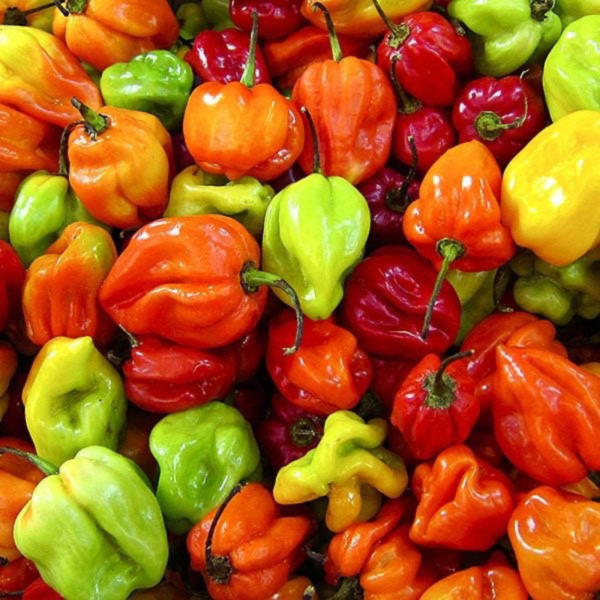 Scotch Bonnets (Kani) 200g - Image 2