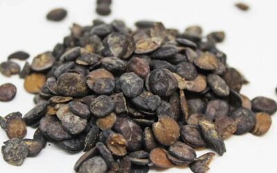 Dried Locust Beans (Netehtu)