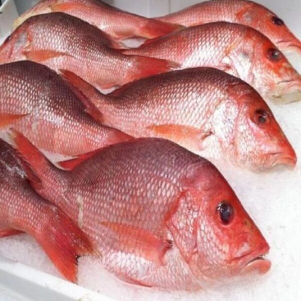 Red Snapper Fish 1kg