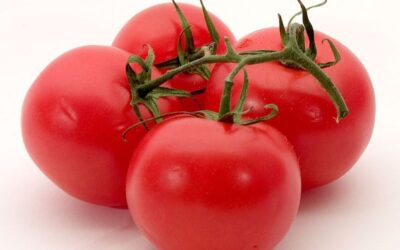 Fresh Tomato