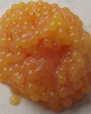 Catfish Eggs (Neni Ngunja)