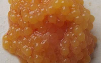 Catfish Eggs (Neni Ngunja)